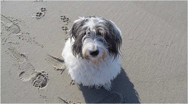 Stalbridge Info guide to dog friendly beaches